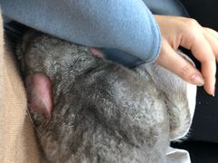 -瑞派·关忠动物医院·异宠专科·犬猫肿瘤·皮肤专科(望京店)