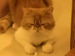 -名猫咖啡馆·撸猫·拼豆