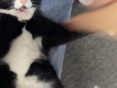 -艾吉宠物医院·疑难杂症转诊中心·猫友好(碧江路院)