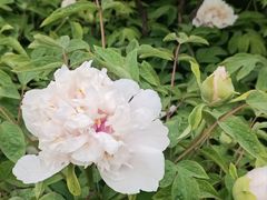 -洛阳市隋唐城遗址植物园