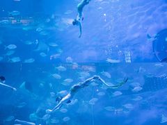 -烟台海昌鲸鲨海洋公园