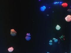 -锦艺城海洋馆