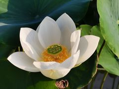 -莲花池公园