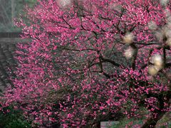 -杭州植物园