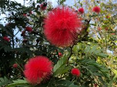 -瑞丽独树成林风景区