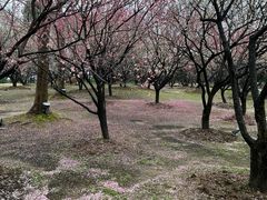 -香雪海
