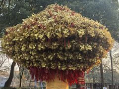 -狼山风景名胜区