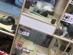 -屋虎猫馆(宝安大仟里店)