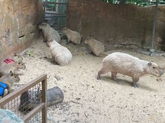 -深圳野生动物园