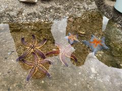 -日照灯塔风景区