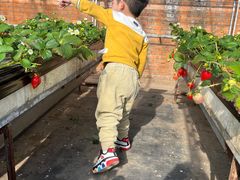 -甜心庄园·甜心草莓采摘园(西青中北店)