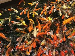 -龙悦湾酒家·八阵鱼生·渔人码头店