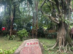 -独树成林