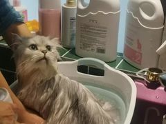 -山宅一喵德文卷毛猫舍