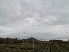 -雪绿茶博物馆