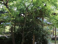 -石塘人家
