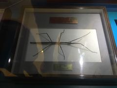 -上海昆虫博物馆