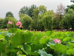 -莲湖公园