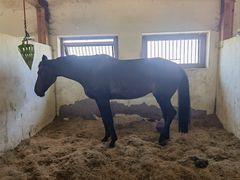 -北京群众马术培训基地