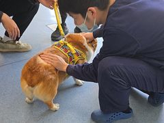 -顺强宠物诊所·狂犬免疫·夜诊·骨科(嘉定店)