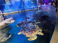 -烟台海昌鲸鲨海洋公园