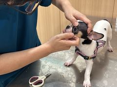 -米苏动物医院·犬猫专科·骨科外科内窥镜