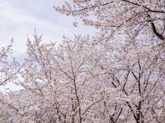 -苏州上方山国家森林公园