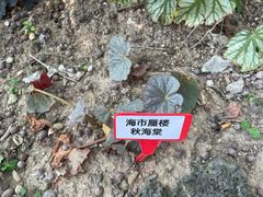 -东莞植物园