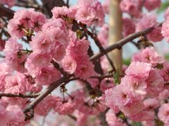 -天适樱花悠乐园