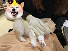 -逗柴咖啡屋·狗咖猫咖宠物桌游