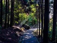 -玉苍山国家森林公园
