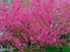 -莲花池公园
