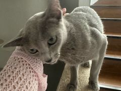 -琪喵猫屋·撸猫猫咖·猫舍