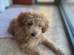 -宠颐生·恒爱宠物医院(静海店)