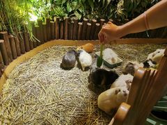 -藦茜花园宠物主题亲子互动体验馆(国顺东路店)
