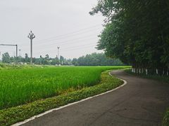 -桤木河湿地公园