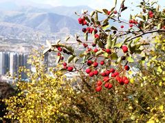 老爷山的红沙棘果-老爷山风景区