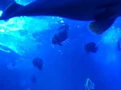 -太平洋海底世界