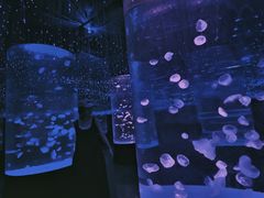-哈尔滨波塞冬海底世界