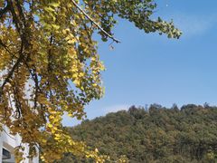 -千年银杏谷文化旅游区