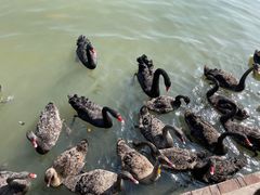 -五缘湾湿地公园