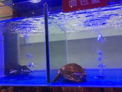 -小龍鳳·港式海鲜打边炉(沙湖路店)
