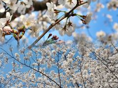 -高东镇樱花园