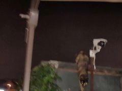 -Sirena海妖日咖夜酒