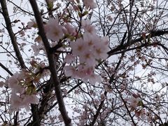 -高东镇樱花园