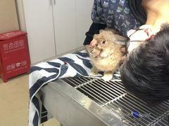 -爱侣宠医·鹦鹉专科·小型哺乳类·异宠专科(灵石路店)