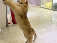 -喵的天空名猫咖啡馆·撸猫·猫舍·用品