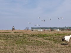 -盐城丹顶鹤湿地生态旅游区