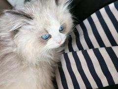 -东方名猫馆·英短金渐层布偶猫舍(环线广场1号楼店)