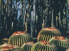 -深圳仙湖植物园